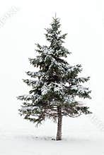 Pine tree in winter