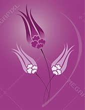 Violet ottoman tulip flowers