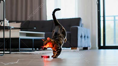 Playful tabby cat leaps mid,air to catch small red toy mouse inside a home stock footage Generative AI