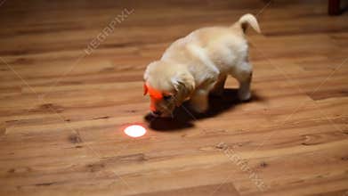 Cute puppy chasing red laser pointer dot wooden floor playful pet game home stock footage Generative AI