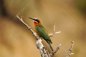 White-Fronted Bee-Eater