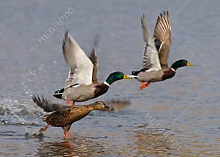 Wild ducks flying