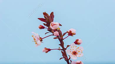 Apricot flower blossoming time lapse