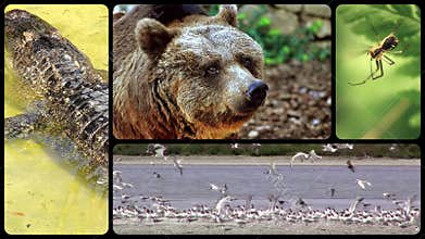 Tribute to wild animals