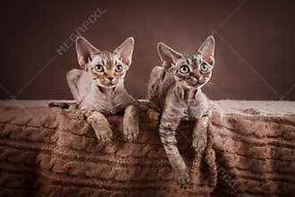 Devon Rex cat