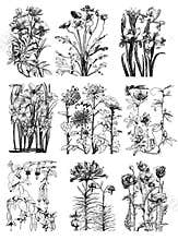 Vintage floral Botanical Flower Drawings