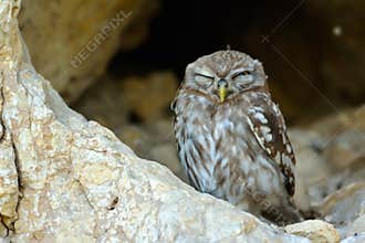 Little owl in natural habitat (Athene noctua)