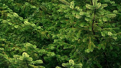 Pine Trees Swaying In Breeze
