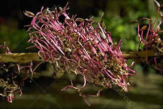 Amaranth-vegetable- seedlings