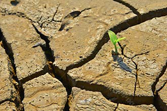 Dry cracked land green shoot,pollution land adversity heal the world new hope life protect environment