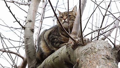Cat resting
