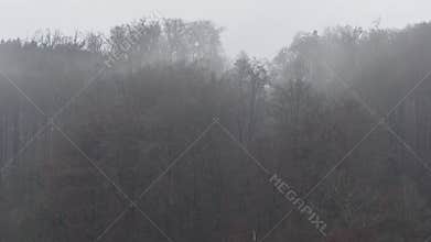 Forest fog