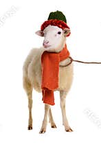 Sheep in Christmas clothes