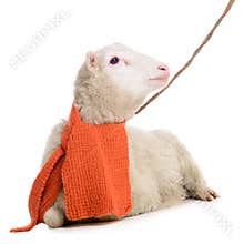 Sheep in Christmas scarf