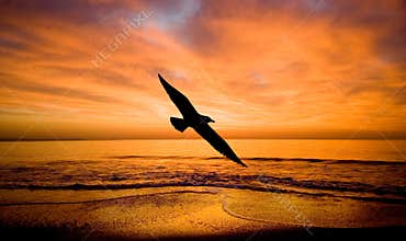 Fantazia-Flight to a bird.