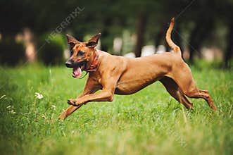 Rhodesian Ridgeback dog running in summer