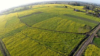 Aerial view of flowering canola fields