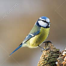Blue Tit on Stub
