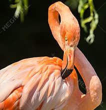 Pink flamingo
