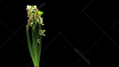 White hyacinth flower wilting Time-lapse