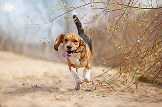 Funny beagle dog running