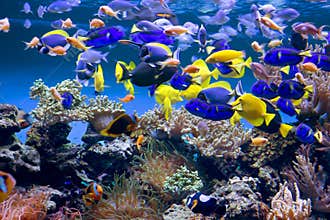 Aquarium