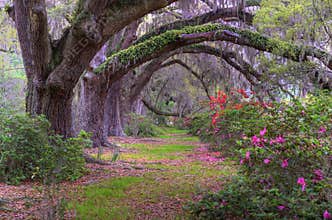 Forest path