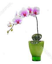 Orchid