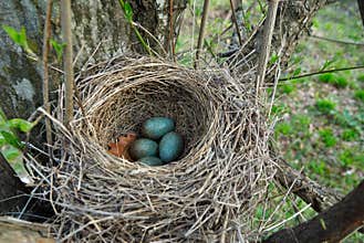 Blackbird nest with eggs