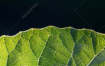 Close up view of a green leaf showing detailed veins with dark background in natural light during daytime