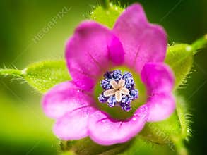 Bright pink flower with blue center grows in a garden on a warm sunny day in spring