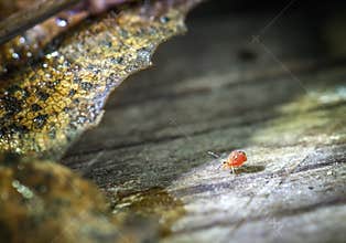 Small springtail crawls on wood near a leaf in a forest setting during daylight hours