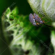 Close view of two weevils on a green leaf in a garden during daylight hours