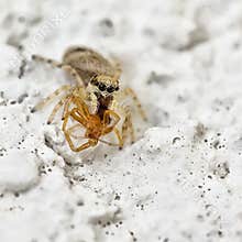 Spider catches another insect on a white wall in a close-up shot during daylight