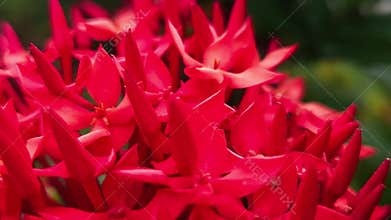 Orange or red Ixora Flowers Macro, Tropical Floral Cluster with Soft Bokeh Background
