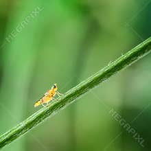 Small insect climbs a green blade of grass in a natural environment during daylight