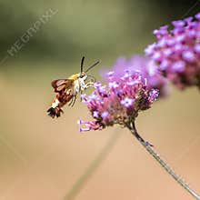 Hummingbird butterfly flies to purple flower for nectar in garden during sunny day
