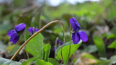 Purple wild violets blooming in spring forest, low angle, soft daylight