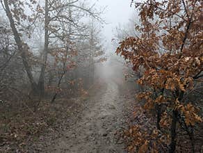 Foggy forest road disappearing into mist