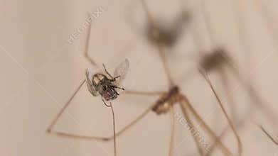 Macro spider trapping fly in web, predator prey interaction close-up, wildlife hunting behavior scene