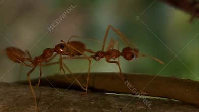 Indian Red Weaver Ant Close Up on Branch, Macro Wildlife Insect Behavior Cinematic Nature Slow Motion