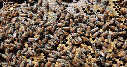 Honey bees working on hive close up, beehive honeycomb colony activity, apiculture pollination nature.