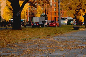 Golden Ginkgo Leaves Blanketing a City Sidewalk During Autumn Peak in Japan