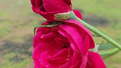 Red rose flower with shallow depth of field romantic concept