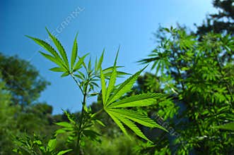 Cannabis Plant