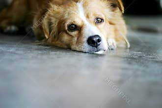 Dog in Mexico