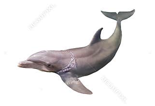 Dolphin isolated