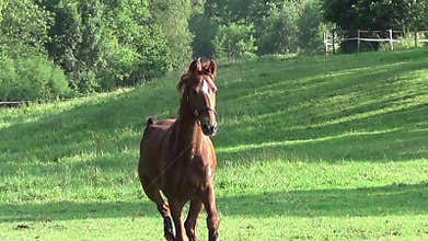 Horse run free on meadow in slow motion