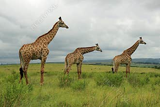 Giraffes in Tala Game Reserve, South Africa