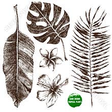 Hand drawn tropical leaves and flowers
